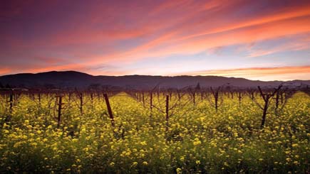 1 Día: Napa Valley y Sonoma (Wine Country) 1 Día: Napa Valley y Sonoma (Wine Country)